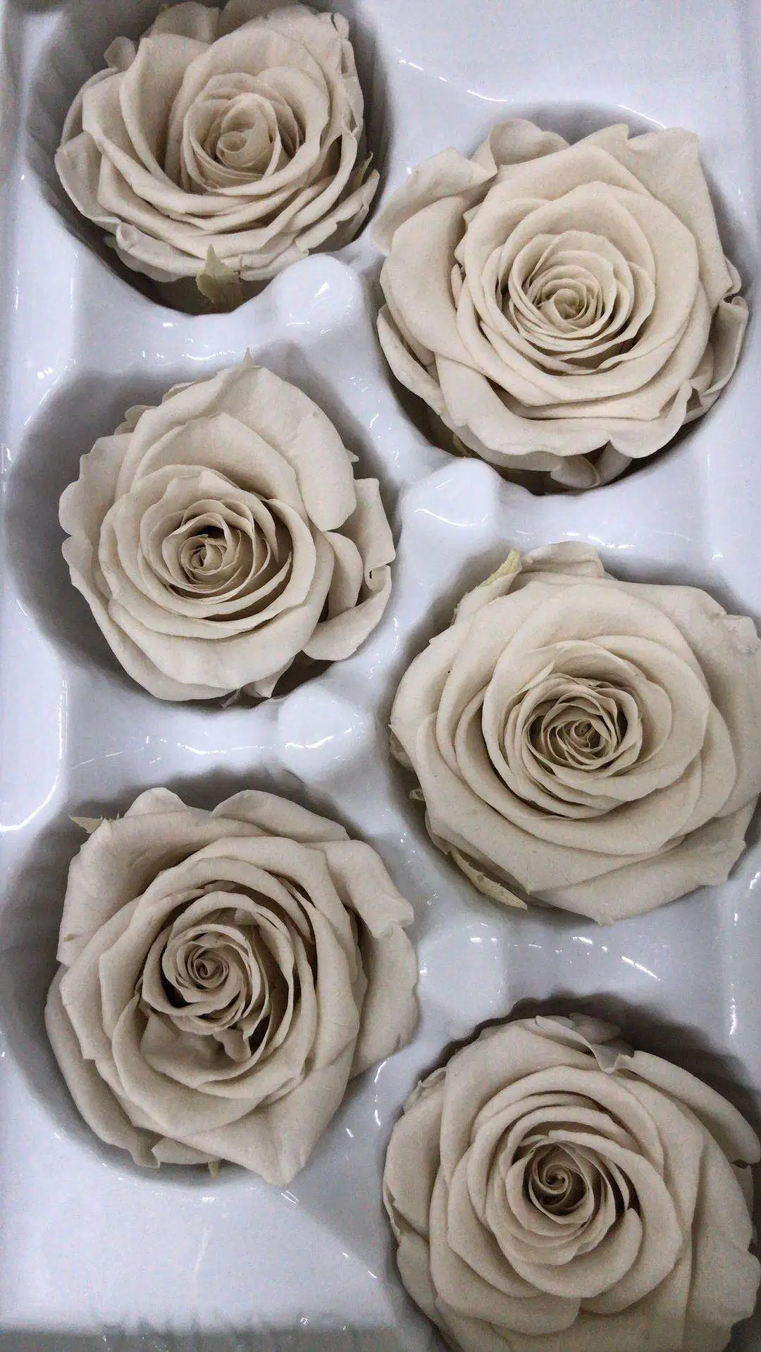 3-5 Years Lasting Preserved Rose Flowers for Glass Dome