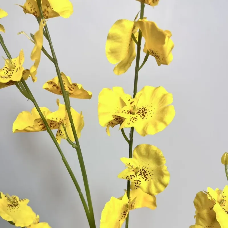 Dancing Lady Orchid 3