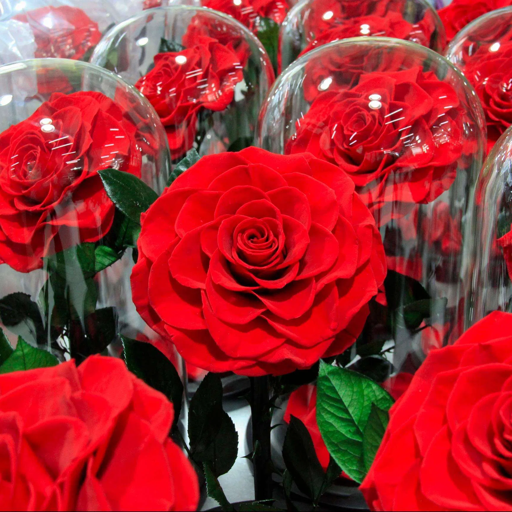 Valentine's Day Gift Forever Rose LED Light Stabilized Flowers Preserved Roses in Glass Eternal Roses Wholesale in Dome
