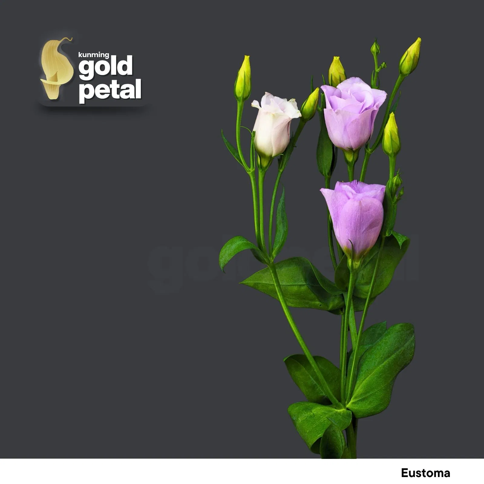 Vibrant Chinese Eustoma Bouquet - Premium Quality