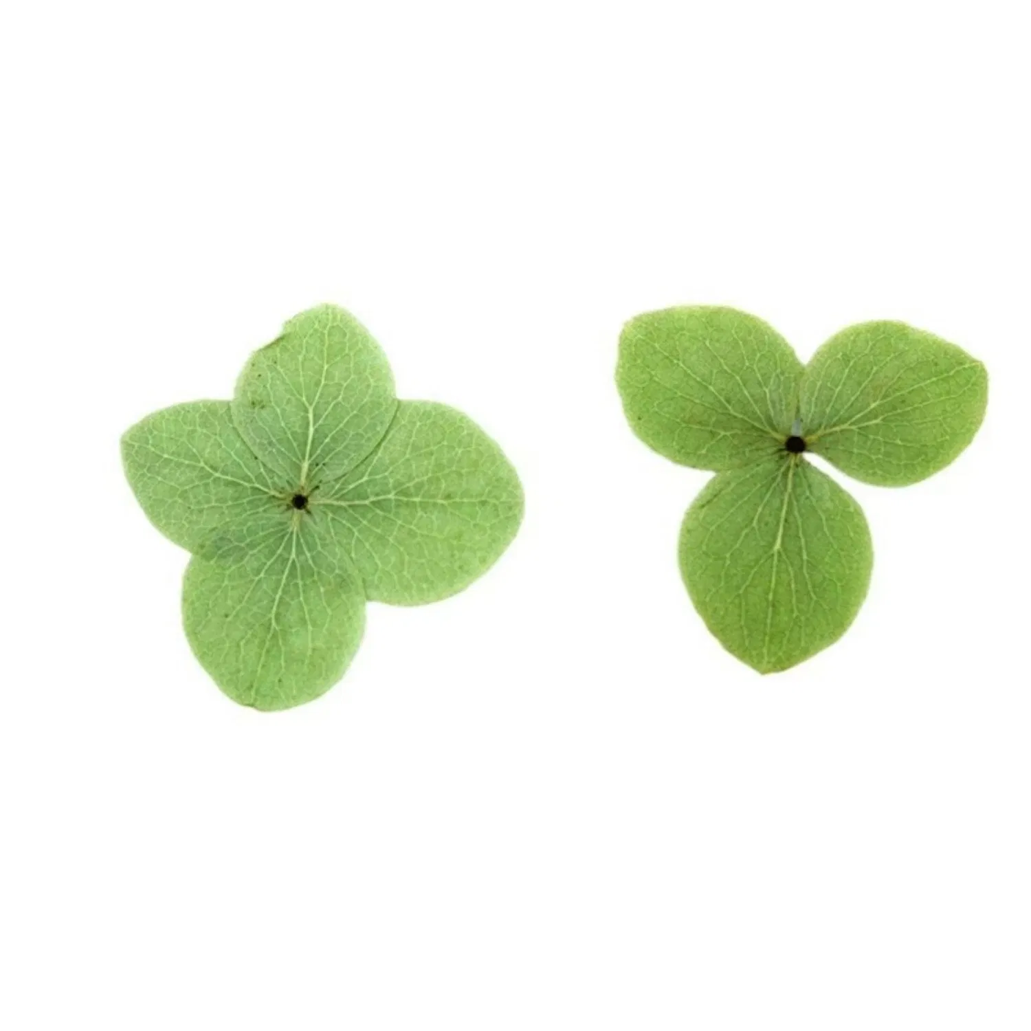 Wholesale Botanical Specimen Face Decals Lamp Art Artificial Flower Apple Green Hydrangea