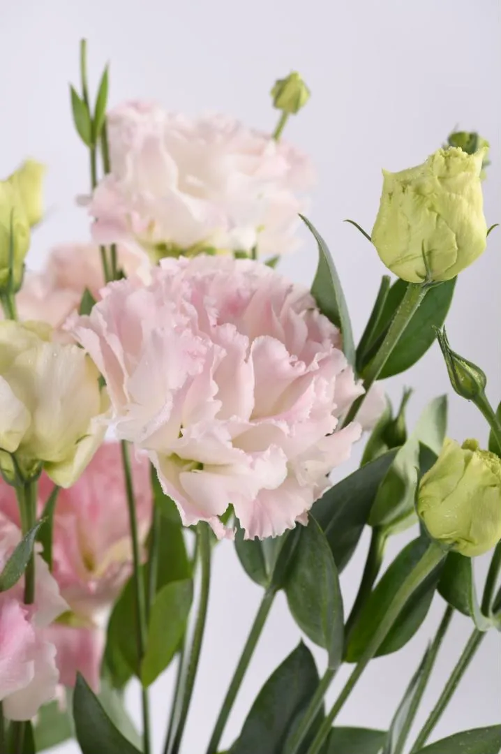 Eustoma Bouquet 3