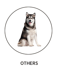 Pet Seat Cover Category 6
