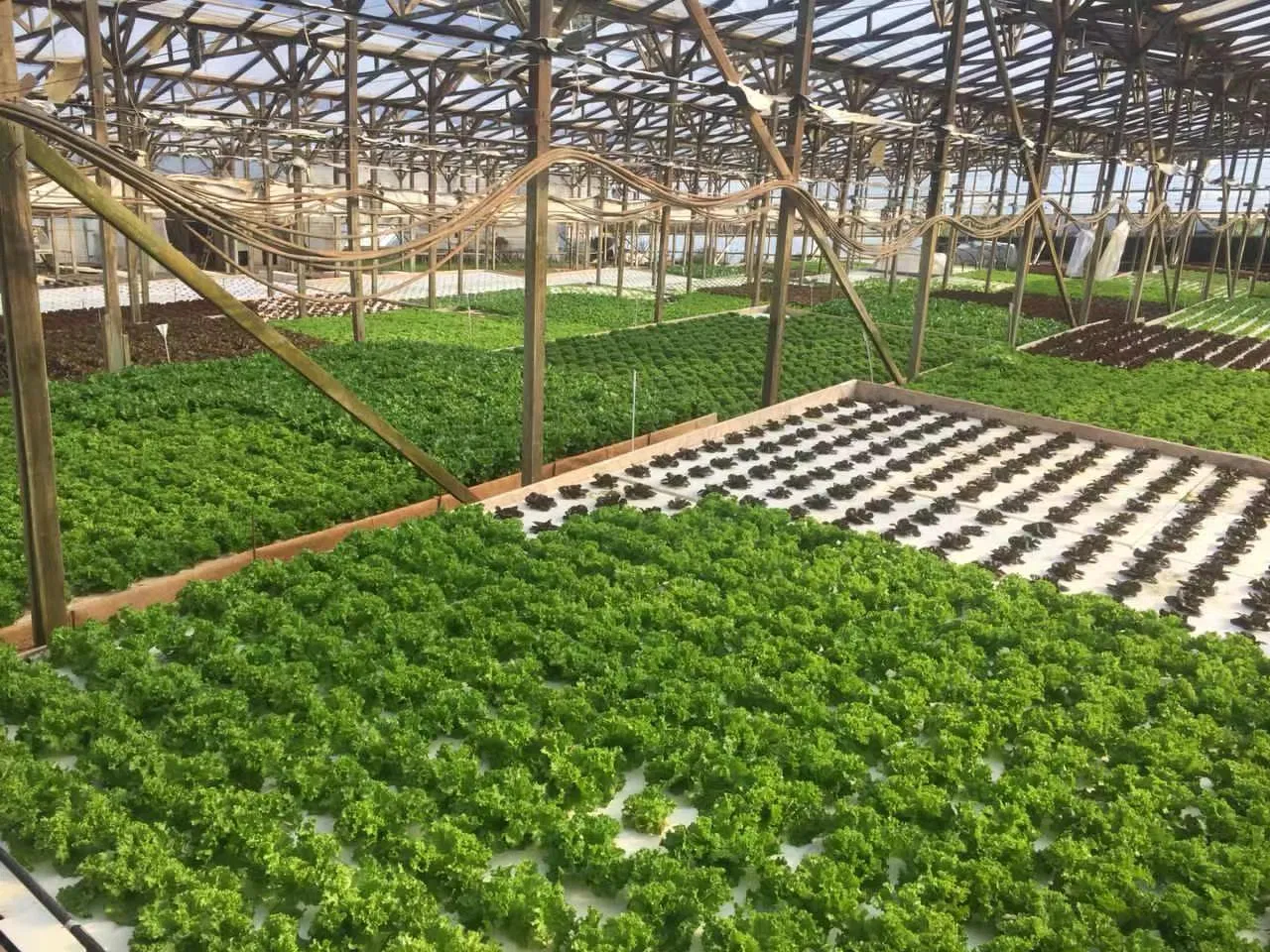 Manufacturer Dwc Growing System Equipment XPS Growing Plate Vegetable Plating System