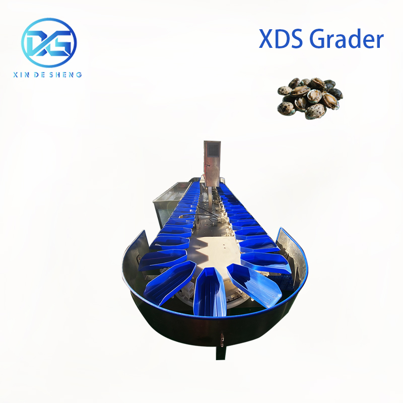 High-Precision Scallop Oyster Sorting Equipment Auto Grading by Weight