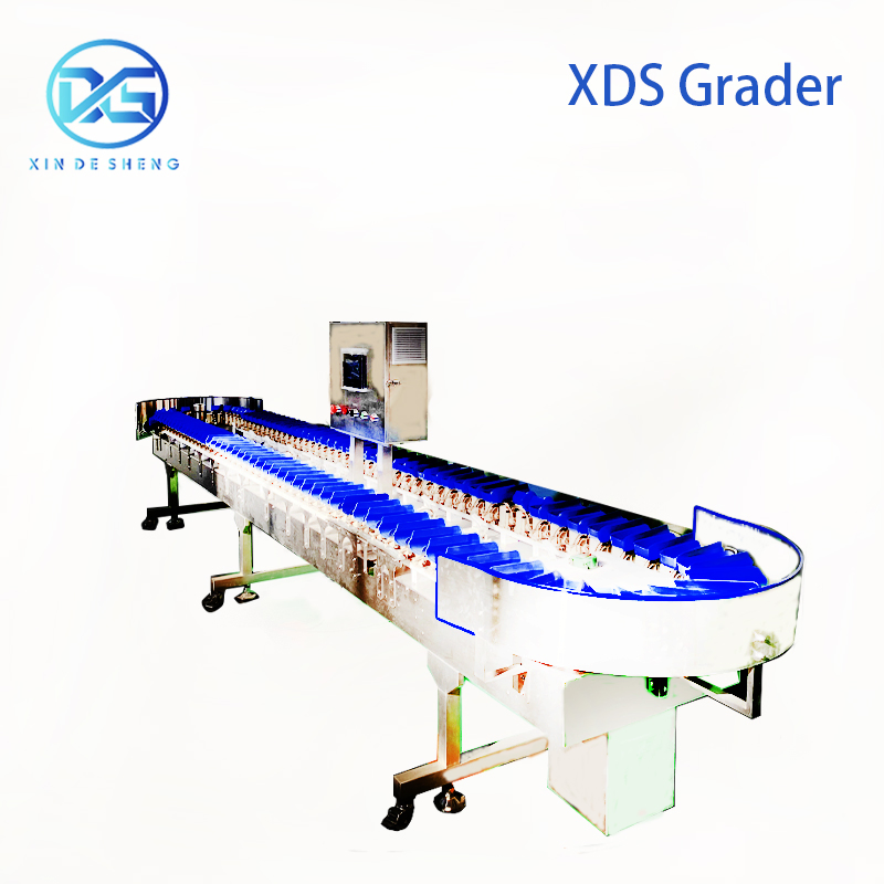 High-Precision Scallop Oyster Sorting Equipment Auto Grading by Weight