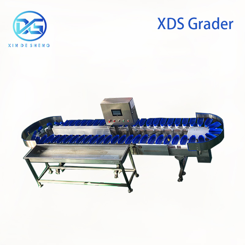 High-Precision Scallop Oyster Sorting Equipment Auto Grading by Weight