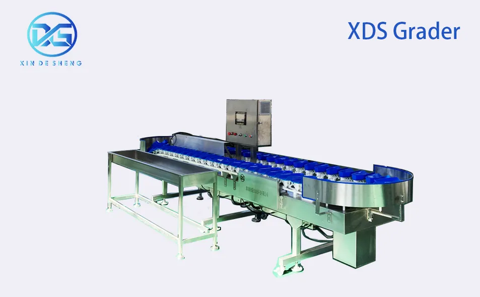 Seafood Sorting Machine