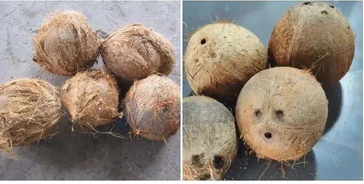 Coconut Peeling Process