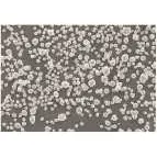 Alloy powder for powder metallurgy and pyrotechnics