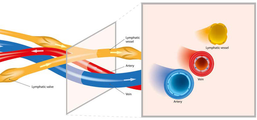 The Pressotherapy Lymphatic Drainage System