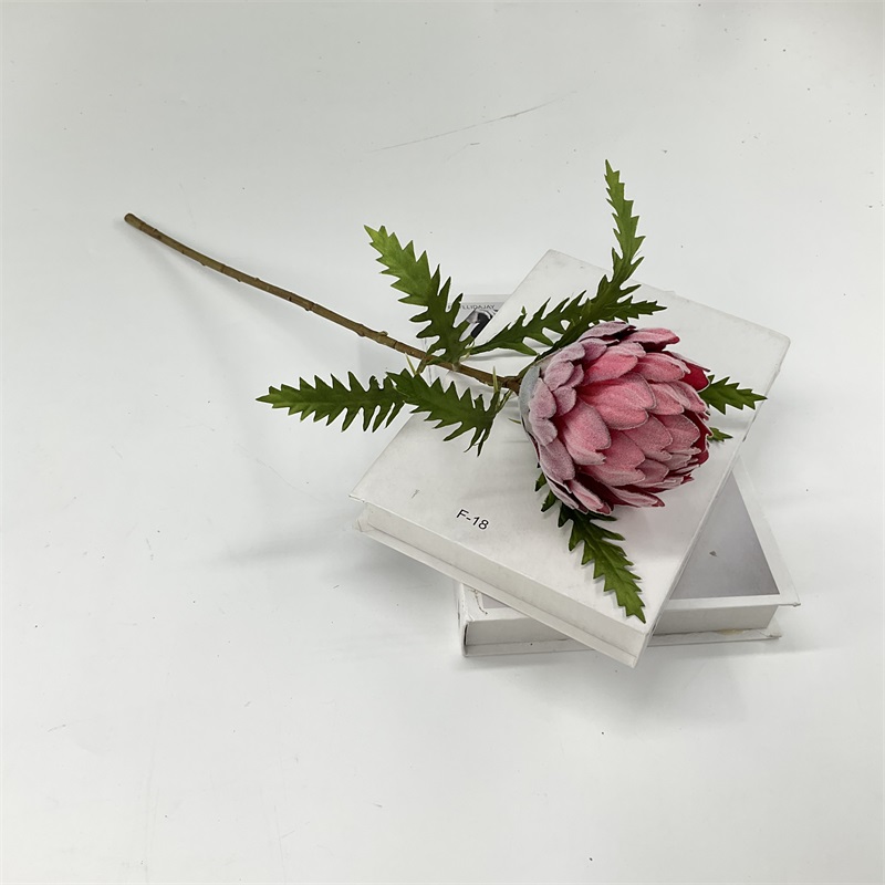 Product Showcase Image 2