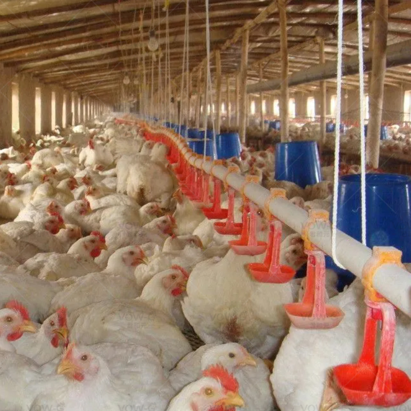 Steel Structure Poultry Chicken House Automatic Broiler Floor System Pan Feeding System Equipment