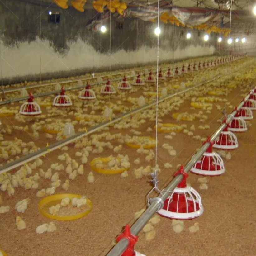 Steel Structure Poultry Chicken House Automatic Broiler Floor System Pan Feeding System Equipment