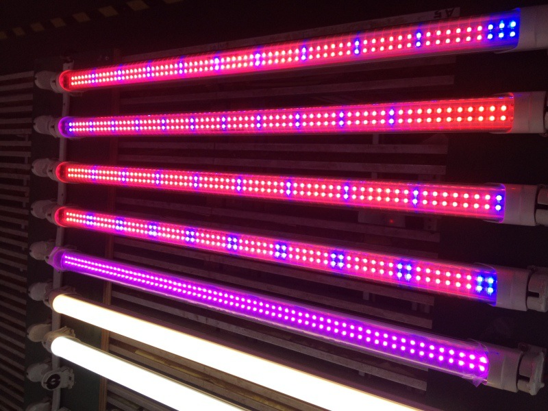 Best Samsung Lm301h Evo Grow Lights 1000W Full Spectrum 800W Lamp LED Grow Light for Indoor Plants