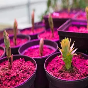 Germination Stage LED Spectrum