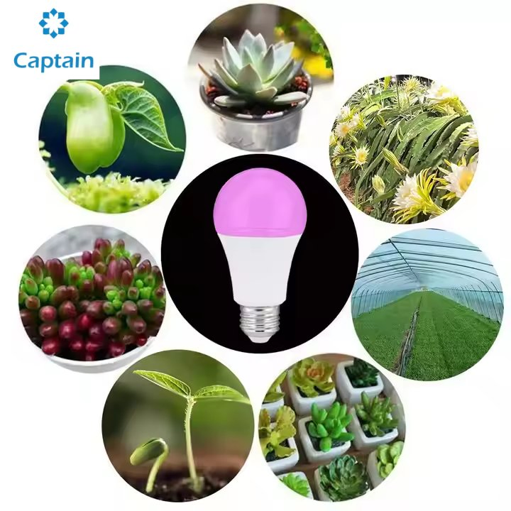 High-Efficiency LED Grow Light for Pitaya Plant Growth