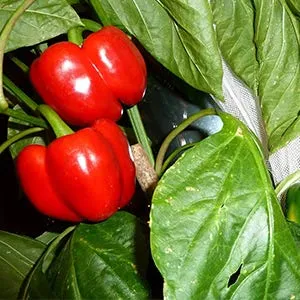 Flowering Fruiting Stage LED Spectrum